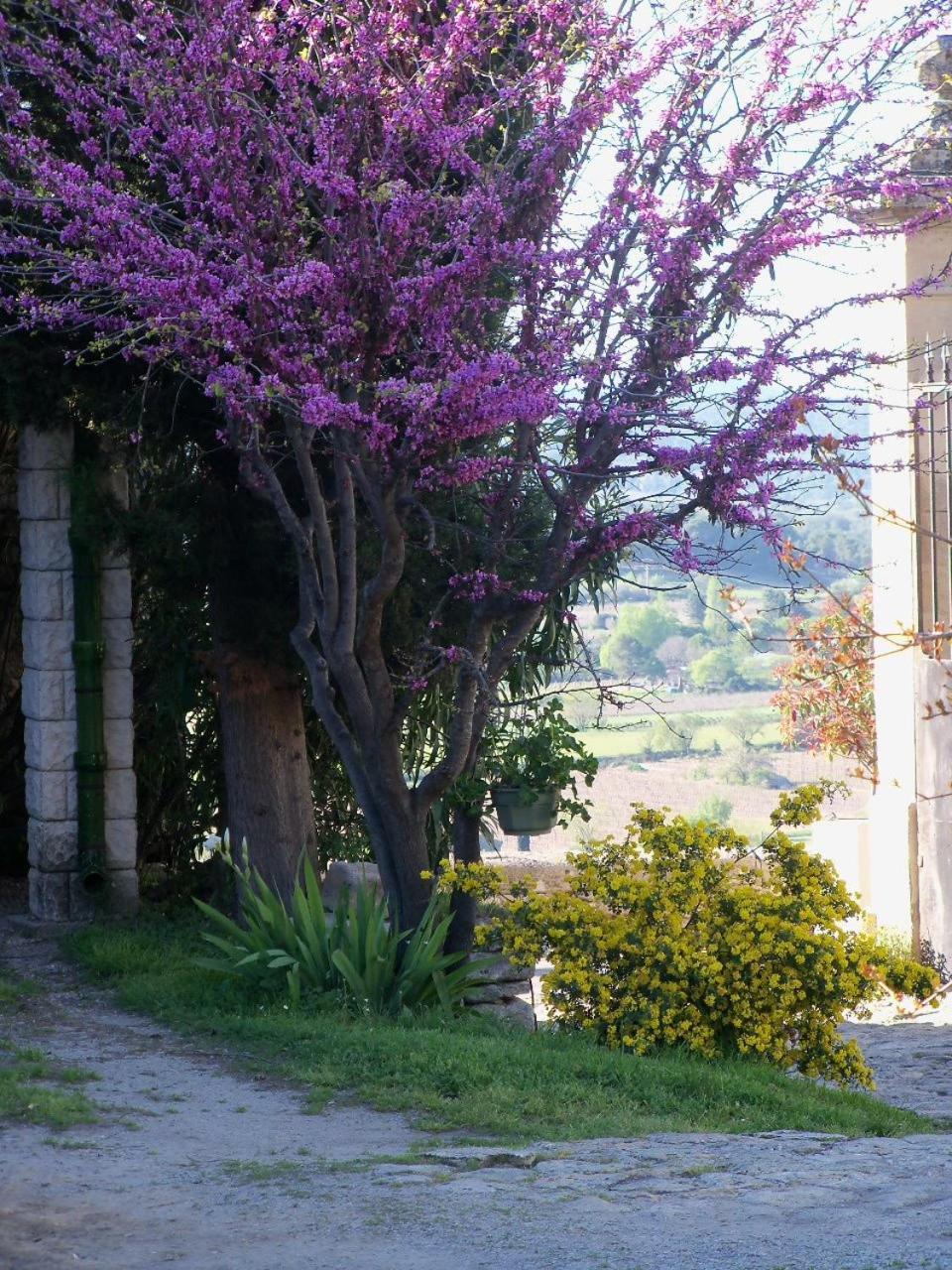 Bed and Breakfast La Migrane Villevieille Exterior foto