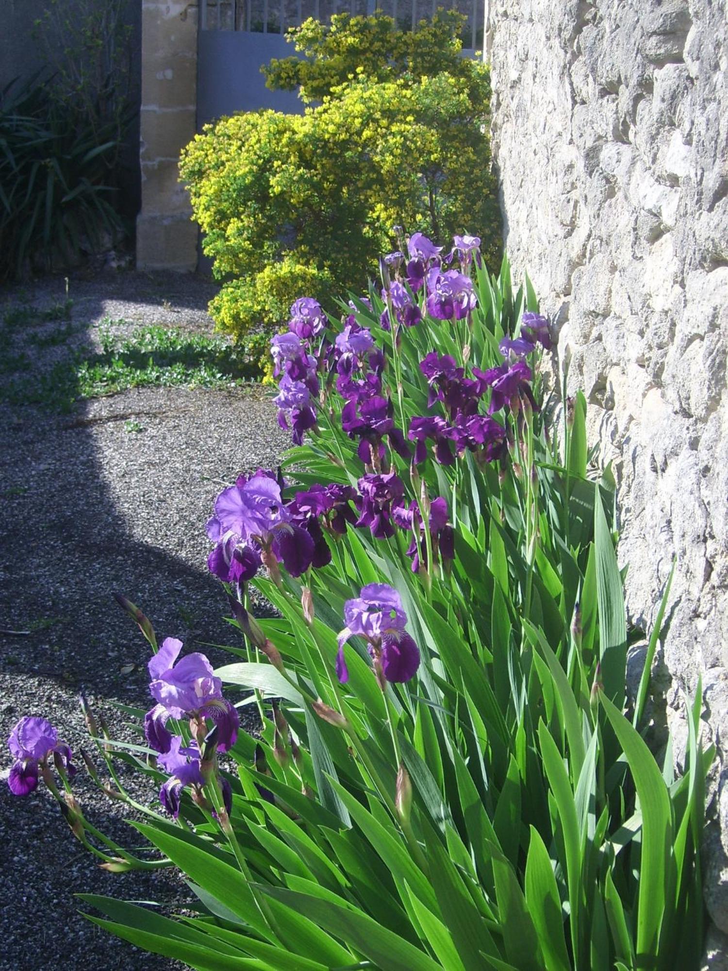 Bed and Breakfast La Migrane Villevieille Exterior foto